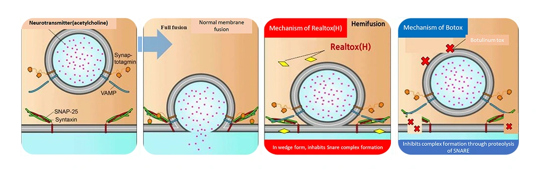 While Botox breaks down the SNARE protein to reduce muscular movement, Realtox inhibits the secretion of a wrinkle creating neurotransmitter by interrupting the SNARE complex formation. 
Realtox is safer than Botox while being as effective in wrinkle reduction