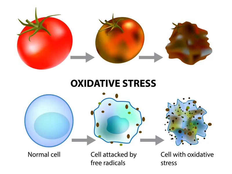 Two examples of oxidative stress